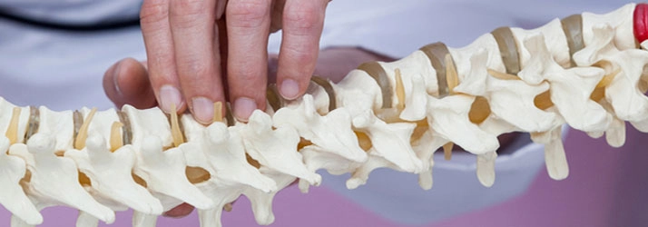 Chiropractic Coeur d'Alene ID Spine Model Chiropractic Coeur d'Alene ID Spine Model
